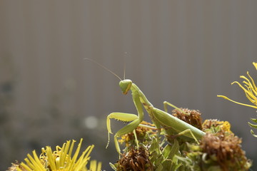 The female mantis religios. Predatory insects mantis