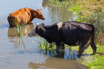 two cows in the pond