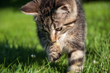 Aufmerksame Katze beim Spiel