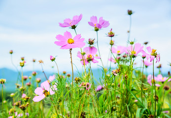 Cosmos flowers blooming in the garden on Mon Cham Hill, Chiang M