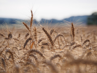 Fototapeta premium Detail view of grains and spikes on cereal field in summer at sunset