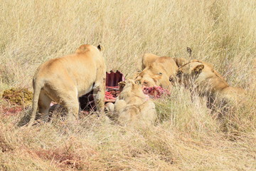 La curée dans la savane 