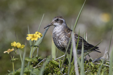 ROCK SANDPIPER standing in blooming tundra sunny day