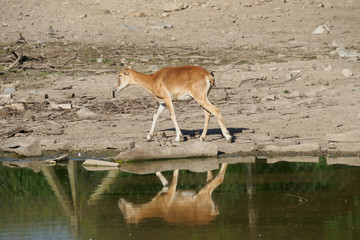 Obraz na płótnie Canvas water mirroring deer on the parched bank of lake