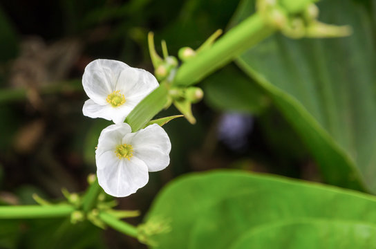 Beautiful small white flower of Creeping Burhead or Echinodorus Cordifolius is a aquatic plant