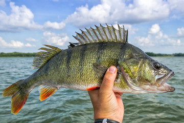 Huge perch fish from the lake - obrazy, fototapety, plakaty