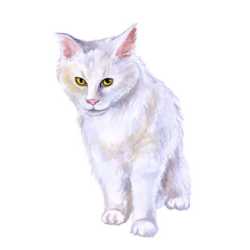 Watercolor close up portrait of american longhair Maine Coon cat breed isolated on white background. Rare pure white coloration. Hand drawn home pet Greeting birthday card design clip art illustration