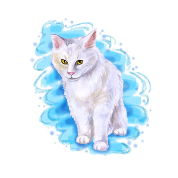 Watercolor close up portrait of american longhair Maine Coon cat breed isolated on white background. Rare pure white coloration. Hand drawn home pet Greeting birthday card design clip art illustration