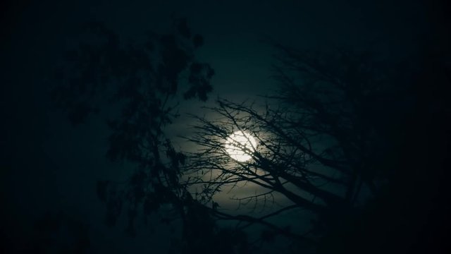 Giant moon rise over dark forest. 4k