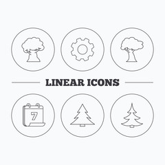 Tree, oak-tree and christmas tree icons.