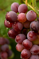 Dewed grapes in autumn colors