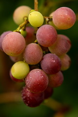 Dewed grapes in autumn colors