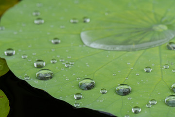Lotus Lily leaf with fresh raindrops in a zen garden near Chapel Hill, North Carolina