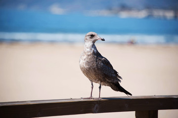 Brown Seagull at Pismo Beach