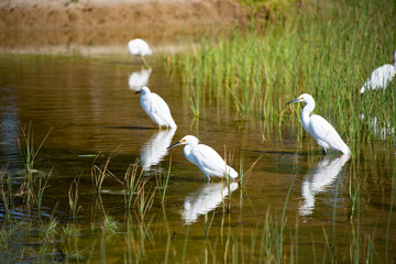 Egrets at Pismo Beach