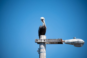 Fototapeta premium Grey Pelican Perched on the Pier in Pismo Beach