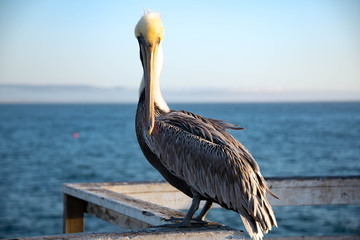 Grey Pelican Perched on the Pier in Pismo Beach