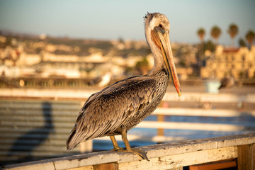 Brown Pelican at Pismo Beach