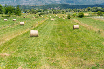 Landscape photo of rolled hay on a field