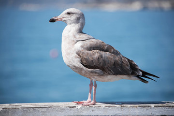 Brown Seagull at Pismo Beach