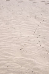 Sand Ripples at the Beach in Pismo, California