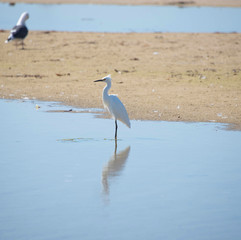 Egrets at Pismo Beach