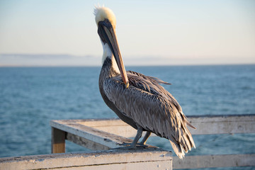 Grey Pelican Perched on the Pier in Pismo Beach