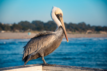 Grey Pelican Perched on the Pier in Pismo Beach