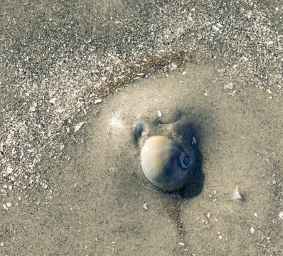 Neverita duplicata, common name the shark eye, buried in the san