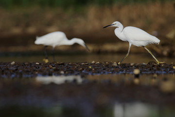Little Egret, Egretta Garzetta
