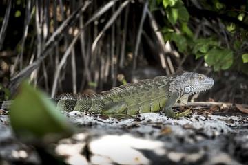 iguana reptando en su ambiente