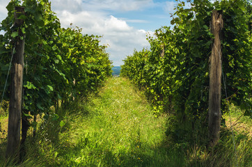 Green vineyards with growing grape trees at Balaton lake coast in Hungary in summer season