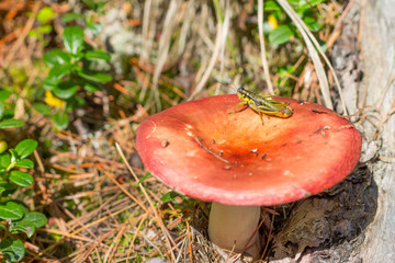 green grasshopper on the russula, , a mushroom with a red hat in