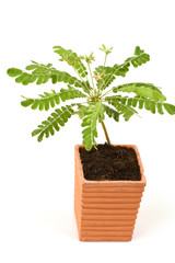 Biophytum sensitivum (L.) DC. trees.