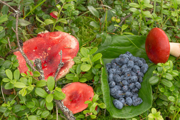 russula and blue berries on the grass with fern leaves and cranb