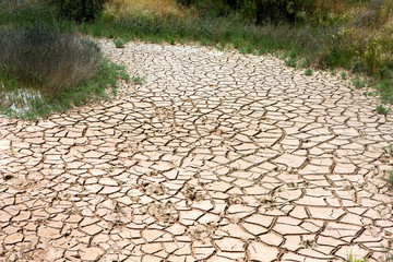 Parched Earth Dry Creek Bed
