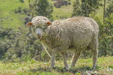 Sheep at Nature in Azuay, Ecuador