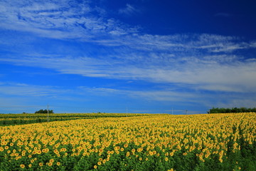 Naklejka premium 宮城県 三本木ひまわりの丘