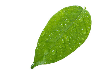 Fototapeta na wymiar Beautiful green leaf with drops of water