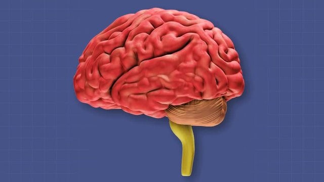 Rotating model of human brain highlighting the different lobes.