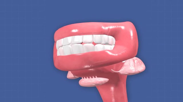 Animation depicting the teeth and gums. The head is visible, but fades out as the camera zooms in.