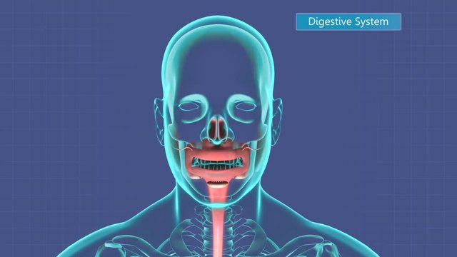 Human digestive system within a translucent human body.