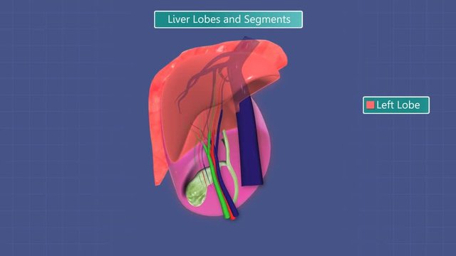 Animation depicting the human liver lobe and segments.