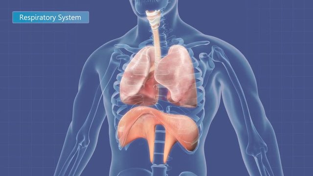 Animation of the human respiratory system.