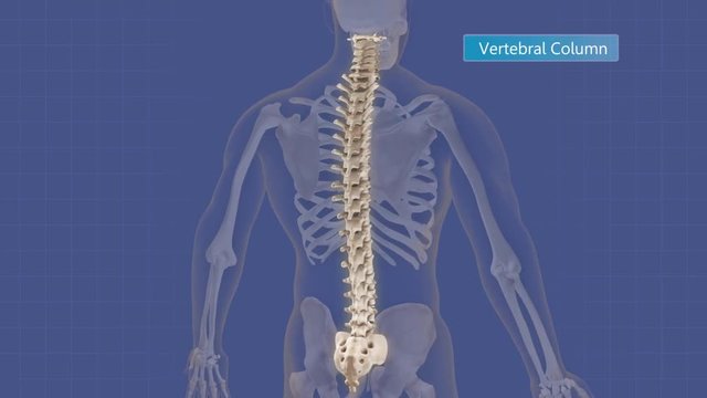 Animation highlighting the different parts of the human spine.