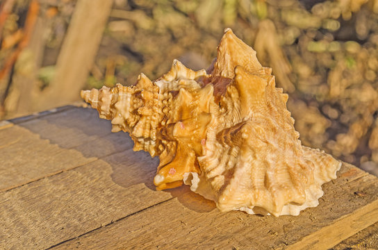 Shells on tropical beach