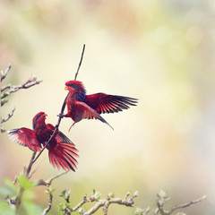 Blue-streaked Lory (Eos reticulata)