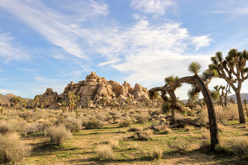 Joshua tree national park