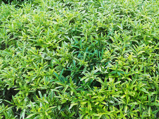 Nature green background.