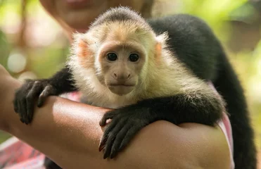 Crédence de cuisine en verre imprimé Singe Cute Capuchin Monkey